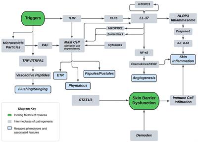 Rosacea pathogenesis and therapeutics: current treatments and a look at future targets